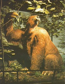 Jefferson's Ground  Sloth